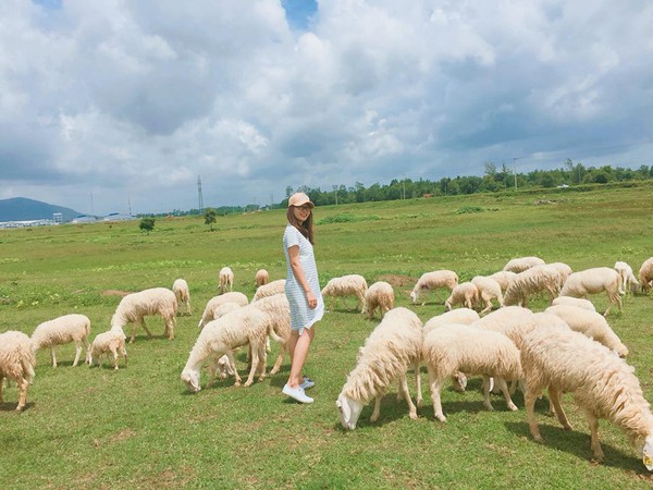 cánh đồng cừu