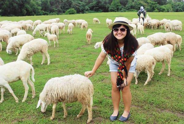 cánh đồng cừu