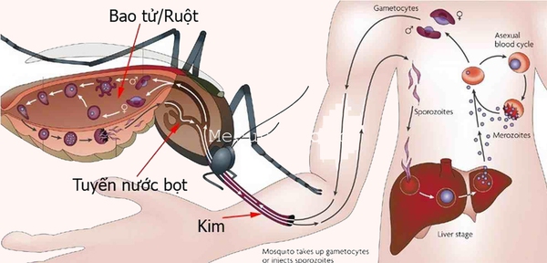 sốt xuất huyết gia tăng