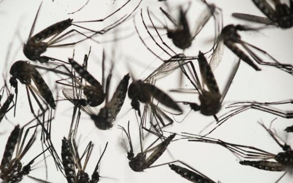 vi rút zika gây bệnh ở người lớn