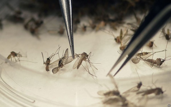 Bệnh zika do muỗi gây ra
