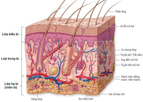 Hiểu về da để xóa bỏ sạm – khô – nhăn 1