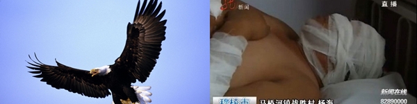 Sự thật về clip “đại bàng bắt cóc em bé” gây sốc trên internet 3