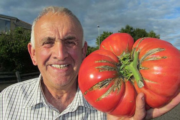 Quả cà chua khổng lồ nặng 2,6kg 1