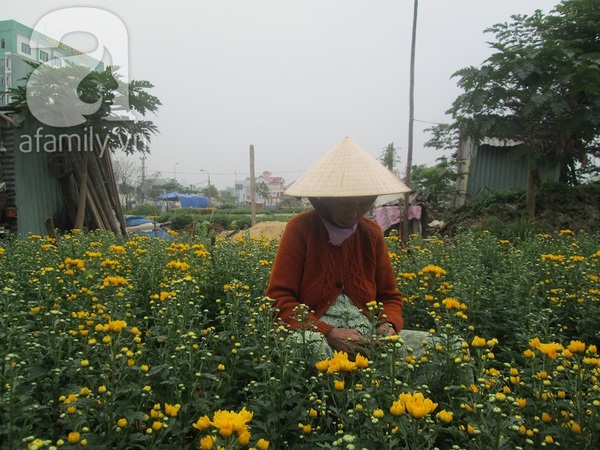 Sắc xuân tràn ngập ở làng hoa Đà Nẵng  8