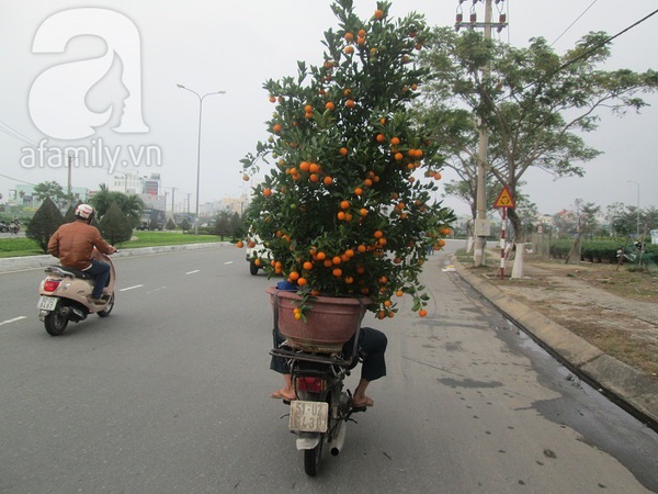 Sắc xuân tràn ngập ở làng hoa Đà Nẵng  19