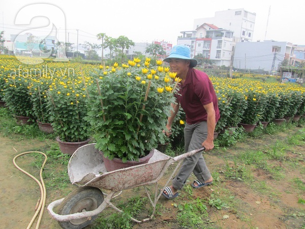Sắc xuân tràn ngập ở làng hoa Đà Nẵng  3