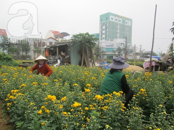 Sắc xuân tràn ngập ở làng hoa Đà Nẵng  4