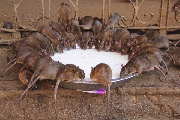 Rùng mình ngôi đền nuôi 20.000 con chuột 2