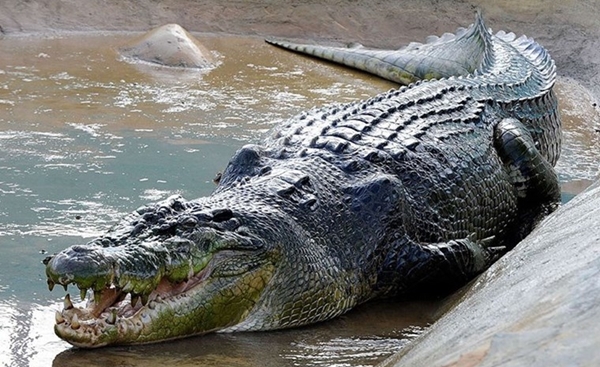 Cá sấu bị thương vì người phụ nữ nặng 120kg ngã vào 1