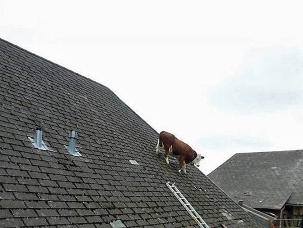 Bò thích leo lên mái nhà chơi 1