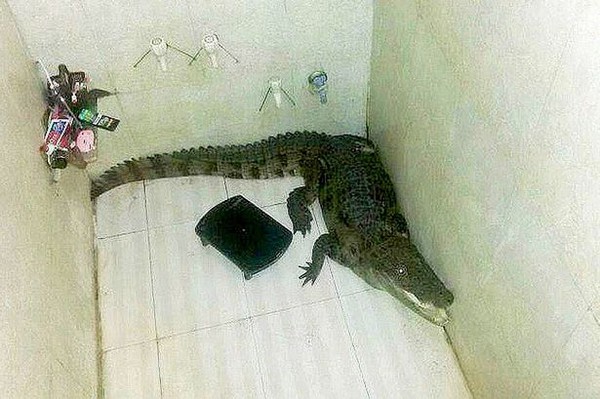 Giật mình cá sấu đột nhập phòng tắm 1