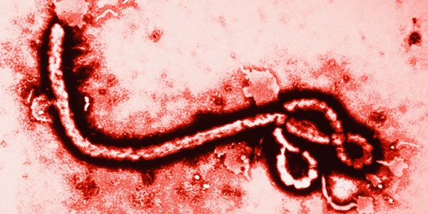 ​Dịch Ebola sẽ tấn công Trung Quốc 1