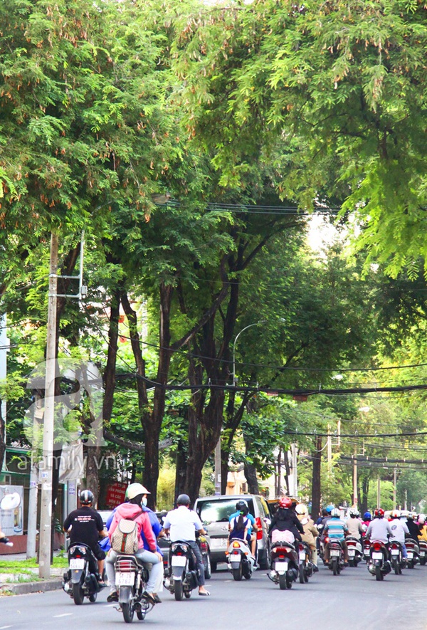 Sài Gòn đẹp tuyệt vời với những con đường màu xanh 10