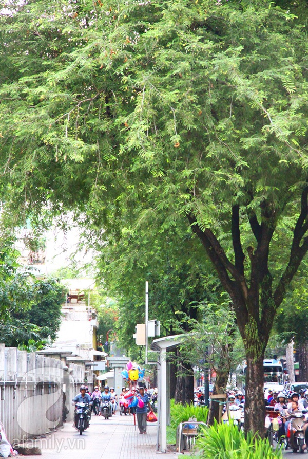 Sài Gòn đẹp tuyệt vời với những con đường màu xanh 11