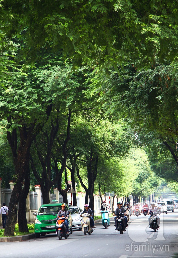 Sài Gòn đẹp tuyệt vời với những con đường màu xanh 9