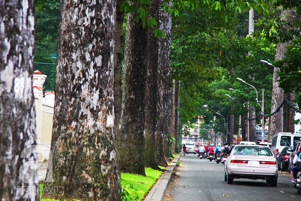 Sài Gòn đẹp tuyệt vời với những con đường màu xanh 7