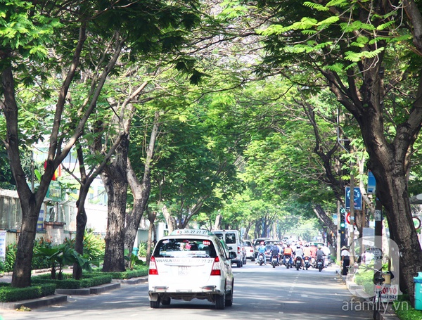 Sài Gòn đẹp tuyệt vời với những con đường màu xanh 8