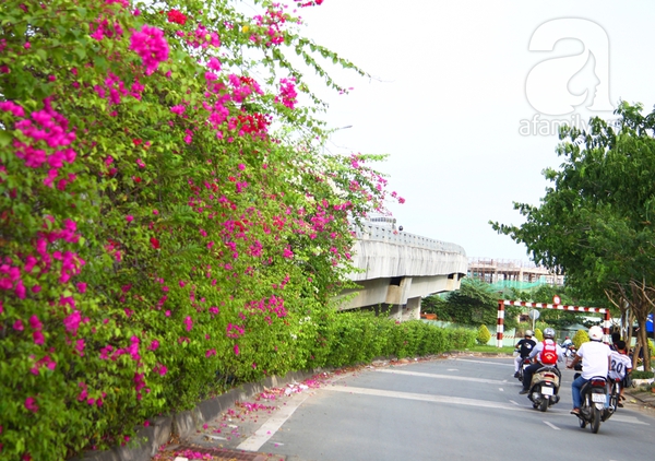 Ngắm những cây cầu màu xanh xinh đẹp ở Sài Gòn 10