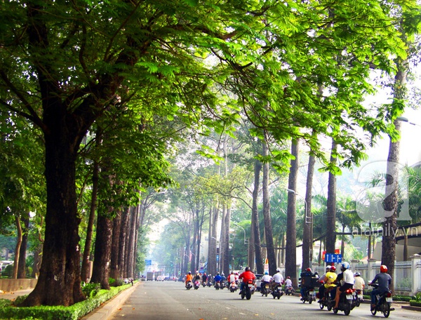 Sài Gòn đẹp tuyệt vời với những con đường màu xanh 3