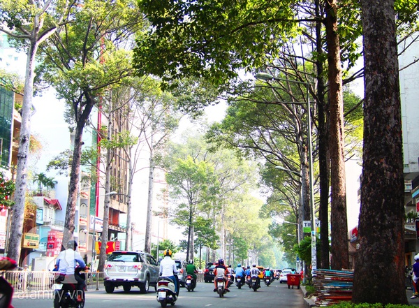 Sài Gòn đẹp tuyệt vời với những con đường màu xanh 4