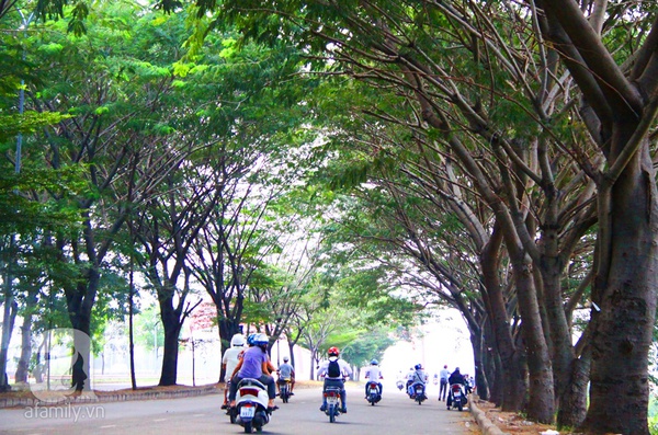 Sài Gòn đẹp tuyệt vời với những con đường màu xanh 13