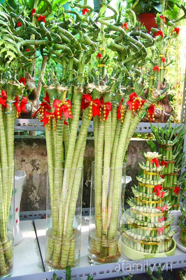 S&agrave;i G&ograve;n: Hoa kiểng, hoa kh&ocirc; chưng Tết rộn r&agrave;ng v&agrave;o m&ugrave;a 10