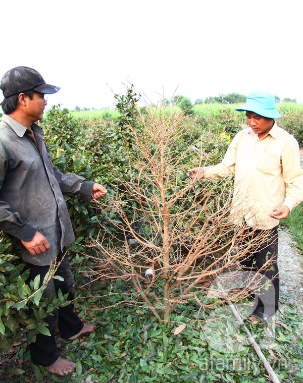 Sài Gòn: Mai Tết bắt đầu nhộn nhịp mua bán, hoa đẹp, giá bình dân 8