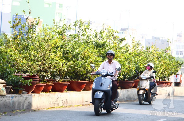 Sài Gòn: Mai Tết bắt đầu nhộn nhịp mua bán, hoa đẹp, giá bình dân 1