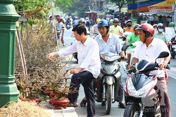 Sài Gòn: Mai Tết bắt đầu nhộn nhịp mua bán, hoa đẹp, giá bình dân 2