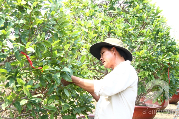 Sài Gòn: Mai Tết bắt đầu nhộn nhịp mua bán, hoa đẹp, giá bình dân 10