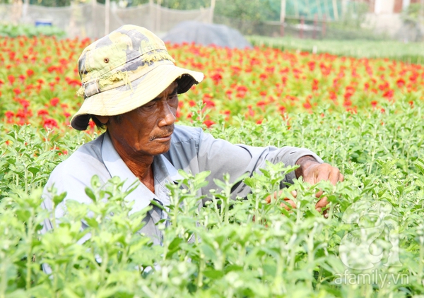 Sài Gòn: Hoa kiểng, hoa khô chưng Tết rộn ràng vào mùa 2