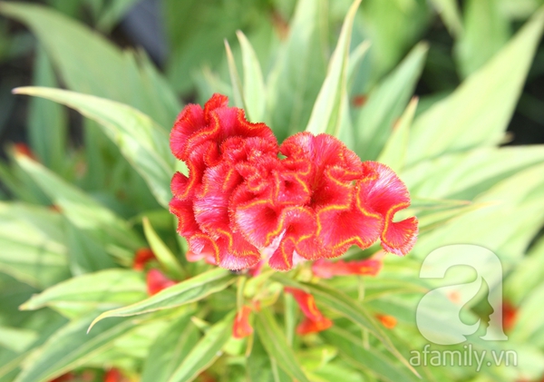 S&agrave;i G&ograve;n: Hoa kiểng, hoa kh&ocirc; chưng Tết rộn r&agrave;ng v&agrave;o m&ugrave;a 3