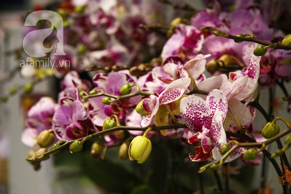 Hoa lan ngoại đẹp rực rỡ cháy hàng, lan truyền thống nhiều giống độc, lạ 9