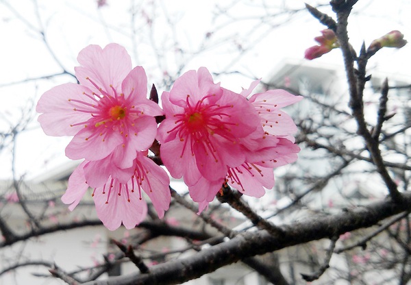 Ngắm hoa anh đào Nhật Bản 