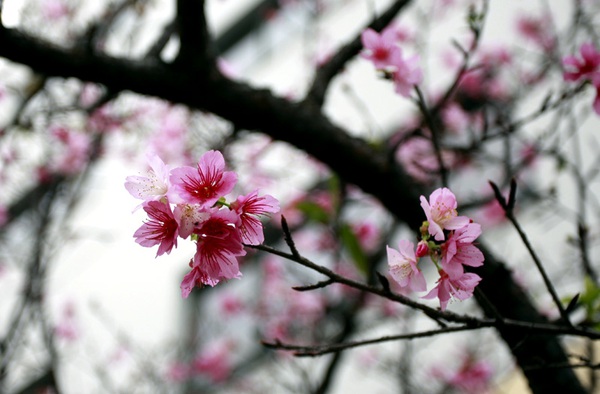 Ngắm hoa anh đào Nhật Bản 