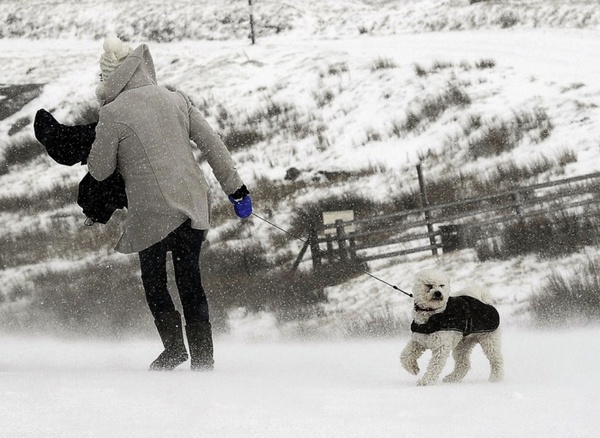 Chùm ảnh: Tuyết rơi dày đặc phủ trắng cây cối, đường sá ở Anh  2