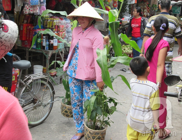 Mua ngô cảnh trưng Tết giản dị, mong cả năm làm ăn 