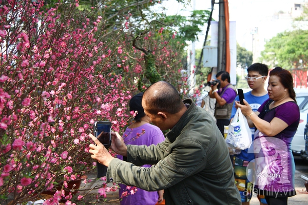 Người Sài Gòn thích thú ngắm hoa đào khoe sắc hồng giữa phố 5