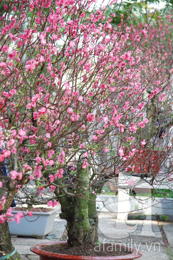 Người Sài Gòn thích thú ngắm hoa đào khoe sắc hồng giữa phố 1