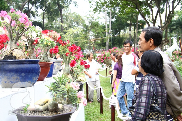 Người Sài Gòn nô nức du xuân ở đường hoa, hội hoa  14