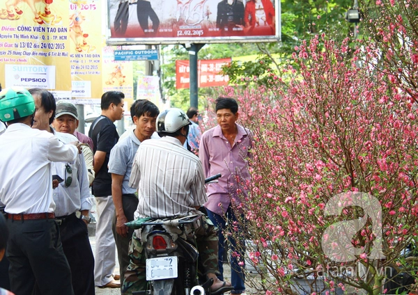 Người Sài Gòn thích thú ngắm hoa đào khoe sắc hồng giữa phố 2