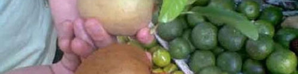 Cốc đĩa giấy nhiễm chì, Arsen nhưng trong giới hạn cho phép 2 Cốc đĩa giấy nhiễm chì, Arsen nhưng trong giới hạn cho phép 2
