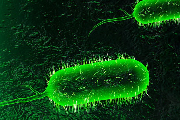 Một số vi khuẩn có lợi và hại cho cơ thể con người 3