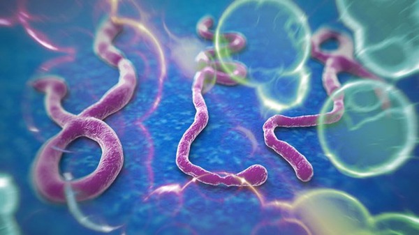 Chủ động phòng tránh Ebola - căn bệnh của tử thần 1