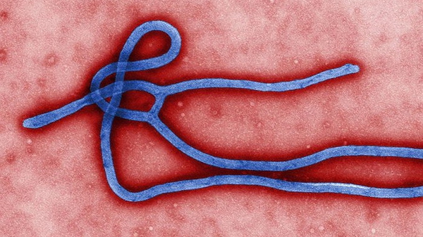 Virút Ebola đang biến thể, trở nên 