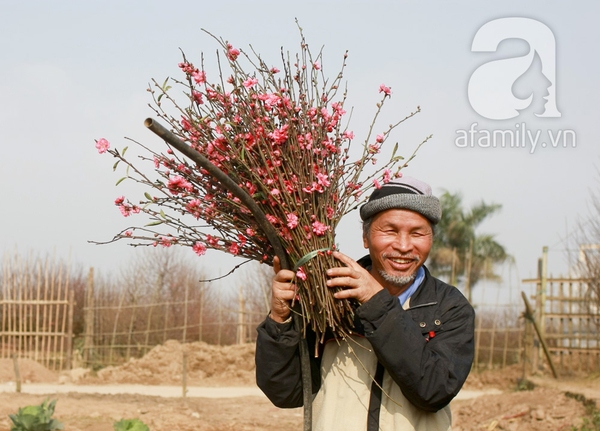 Những điều cần biết khi mua đào Tết năm nay 23