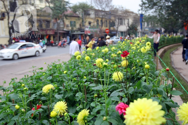 H&agrave; Nội th&agrave;nh vườn hoa khổng lồ ng&agrave;y gi&aacute;p Tết 7