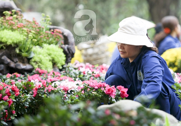 Hà Nội thành vườn hoa khổng lồ ngày giáp Tết 13