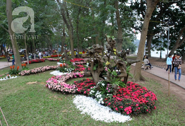 Hà Nội thành vườn hoa khổng lồ ngày giáp Tết 3